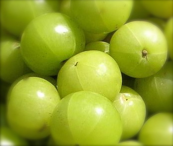 Top 10 health benefits and uses of Amla  or Indian Gooseberry – Amla as home remedy